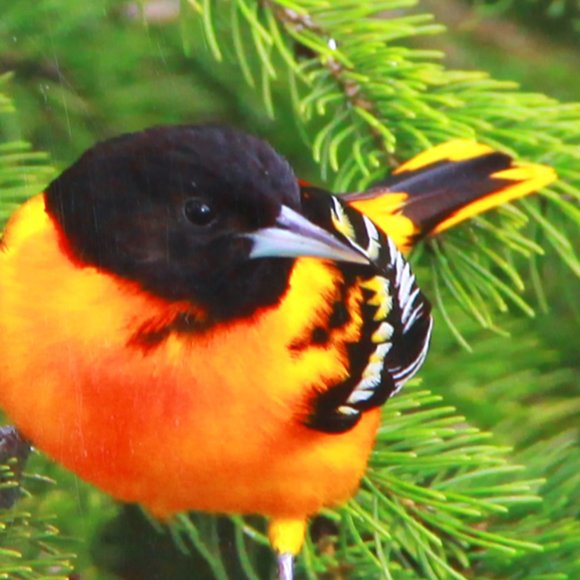 A Beautifully Coloured Oriole 8" x 10" Print - Picture 3 of 3